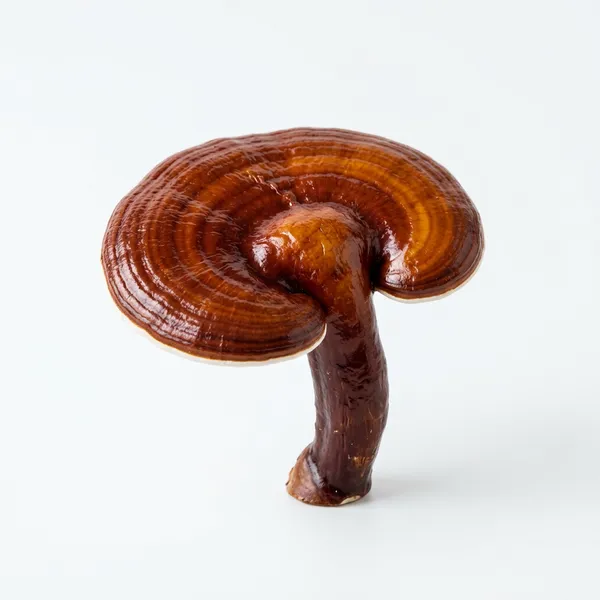 Cleopatra içeriği — Reishi Mantarı Ekstresi
