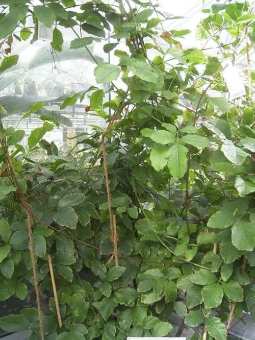 Guarana Extract